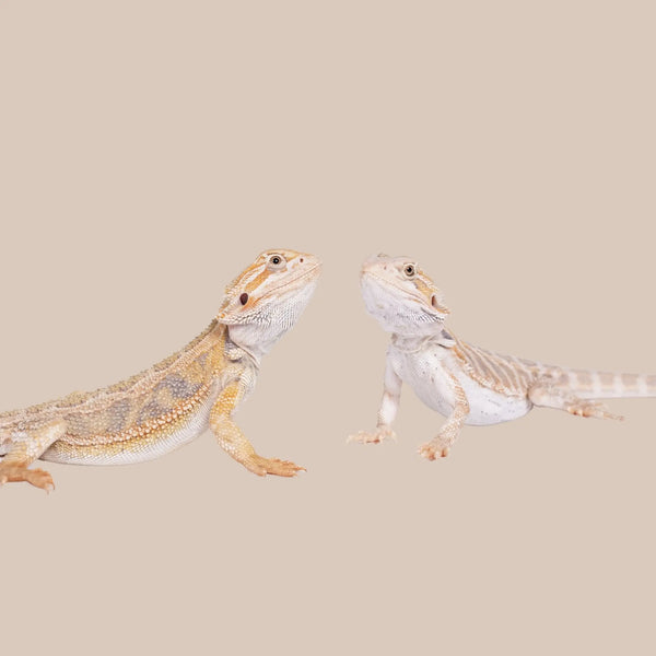 Central Bearded Dragon - Kellyville Pets