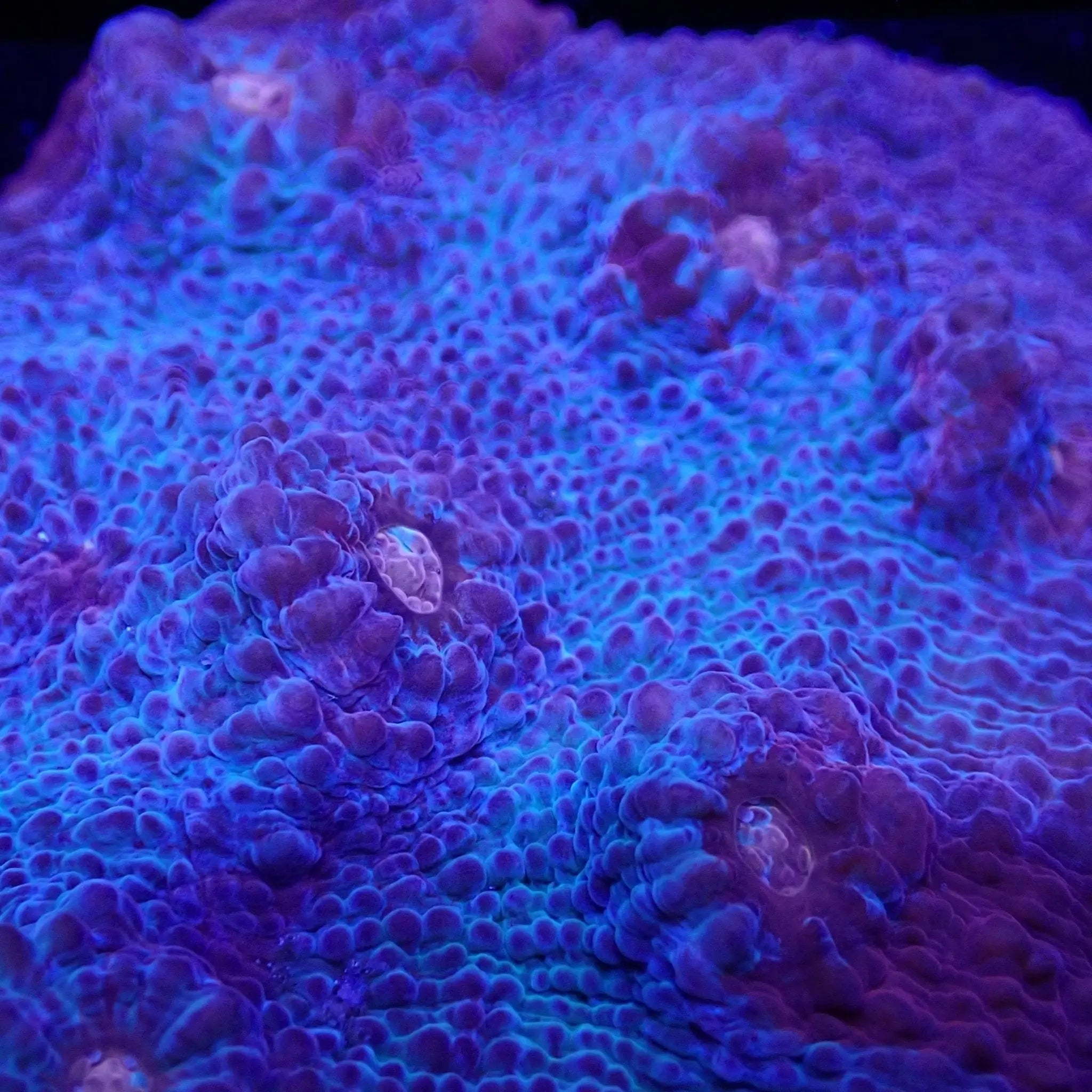 Chalice - Kellyville Pets