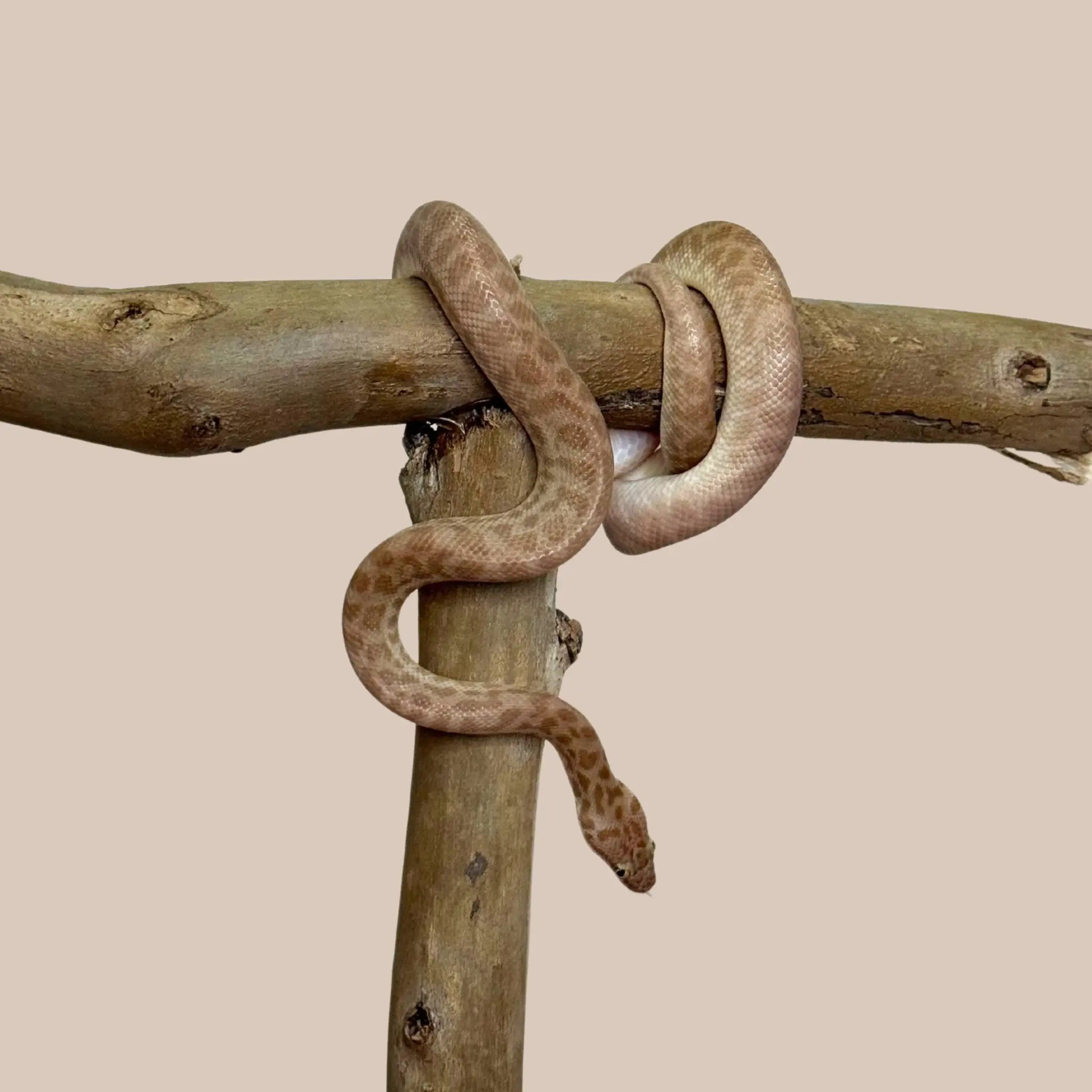 Children's Python - Kellyville Pets