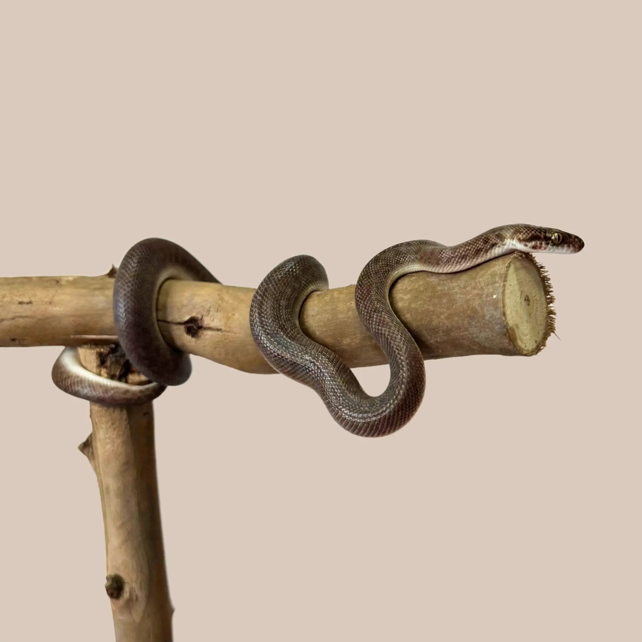 Children's Python - Kellyville Pets