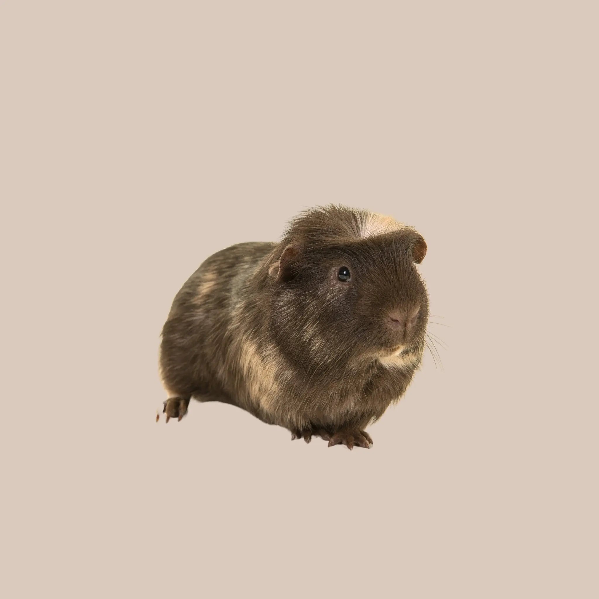 Crested Guinea Pig - Kellyville Pets