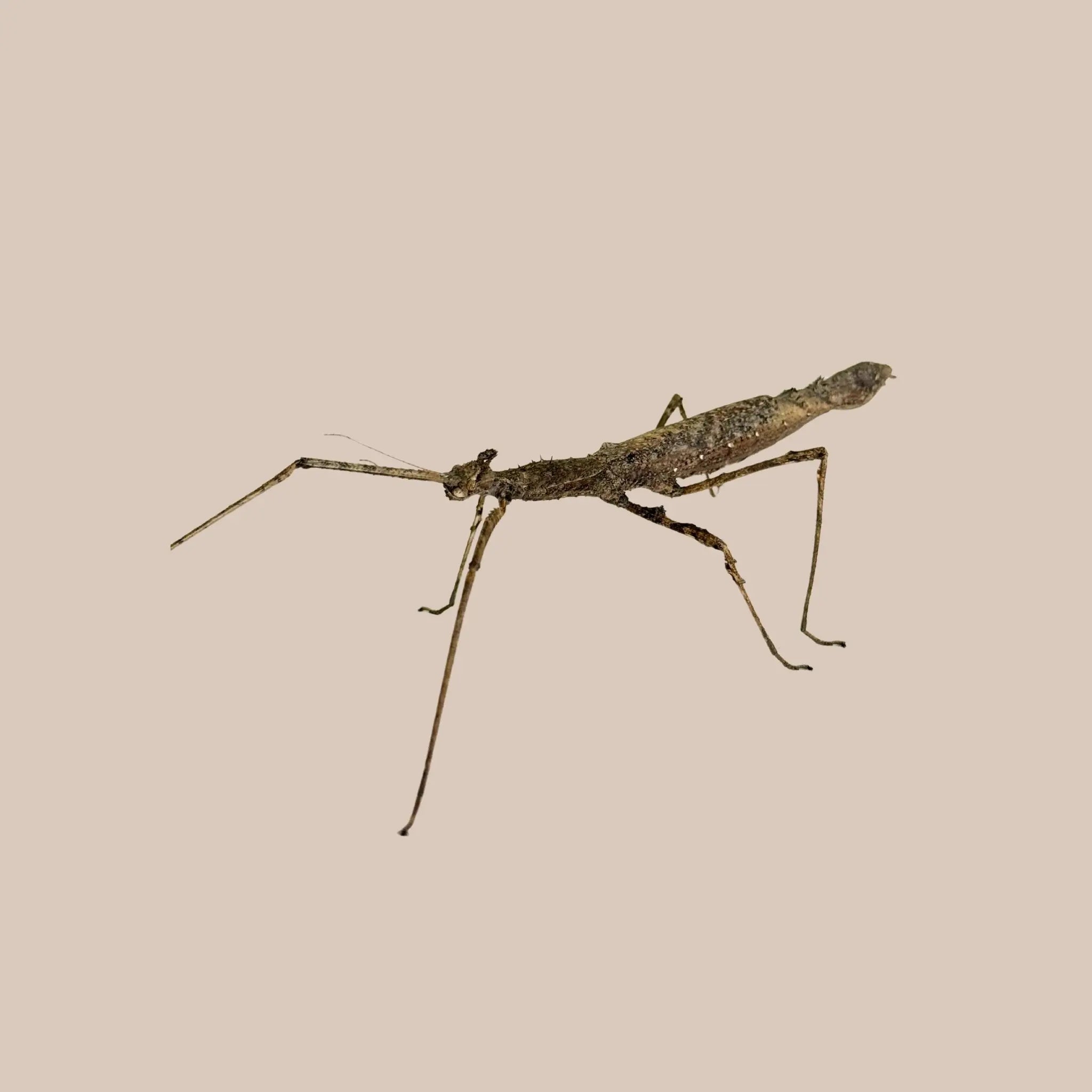 Crowned Stick Insect - Kellyville Pets