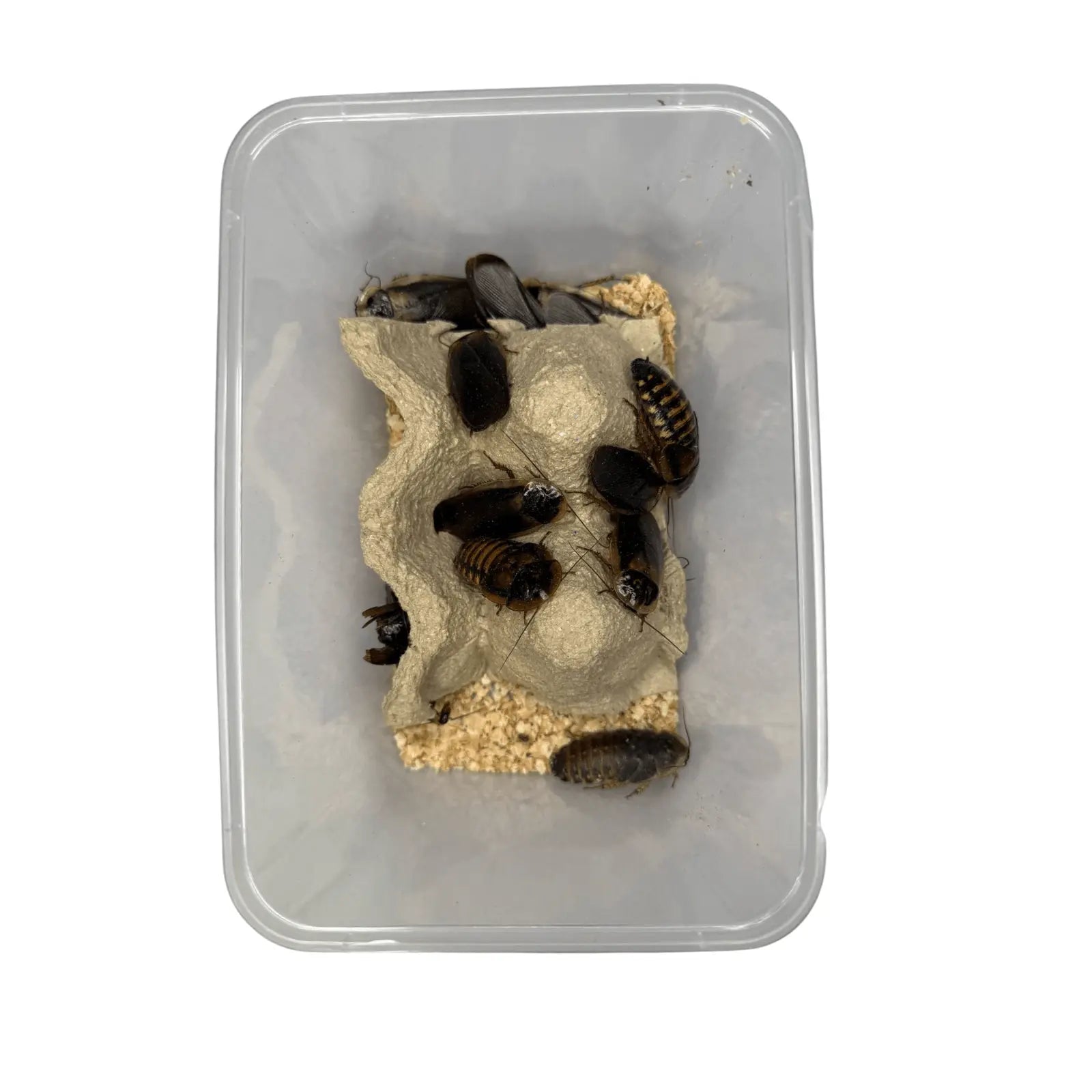 Dubia Roaches - Kellyville Pets