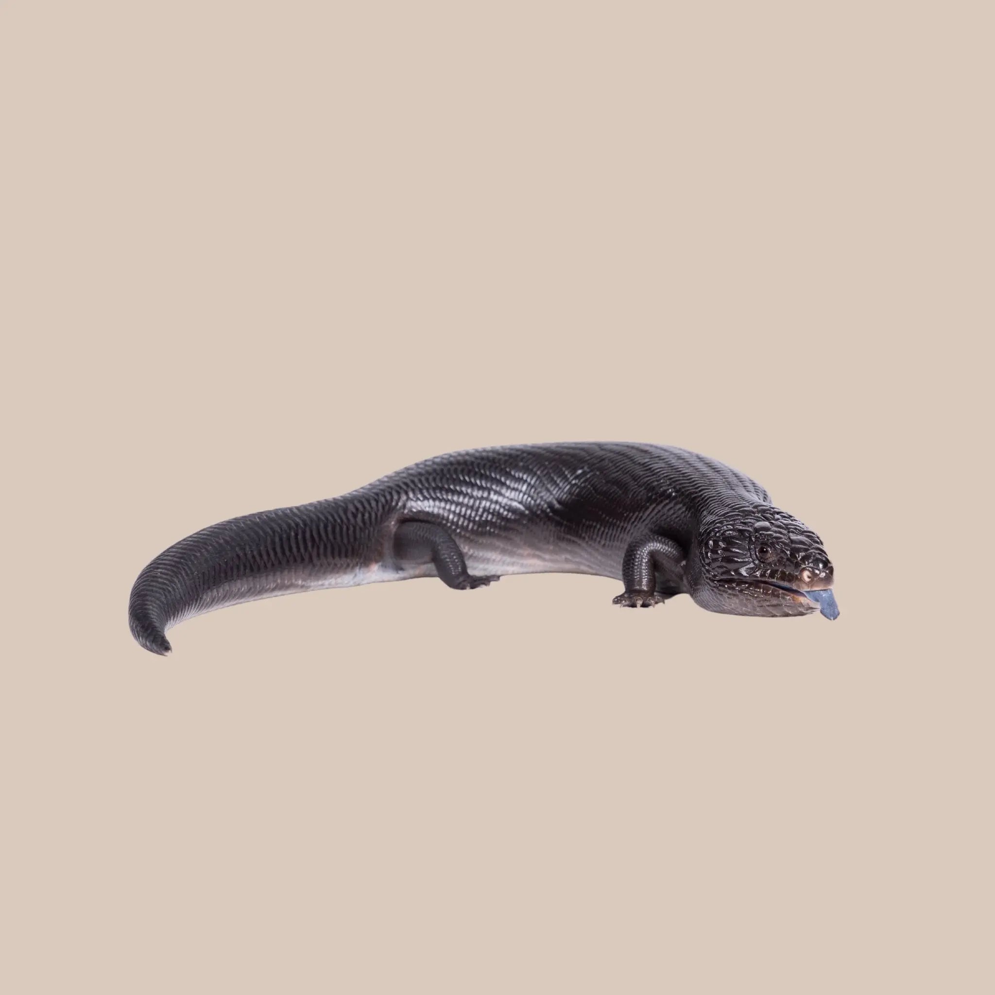 Eastern Blue - tongued Lizard - Kellyville Pets