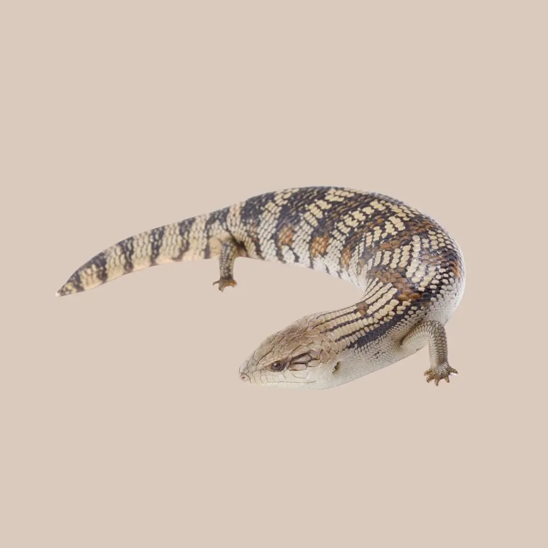 Eastern Blue - tongued Lizard - Kellyville Pets