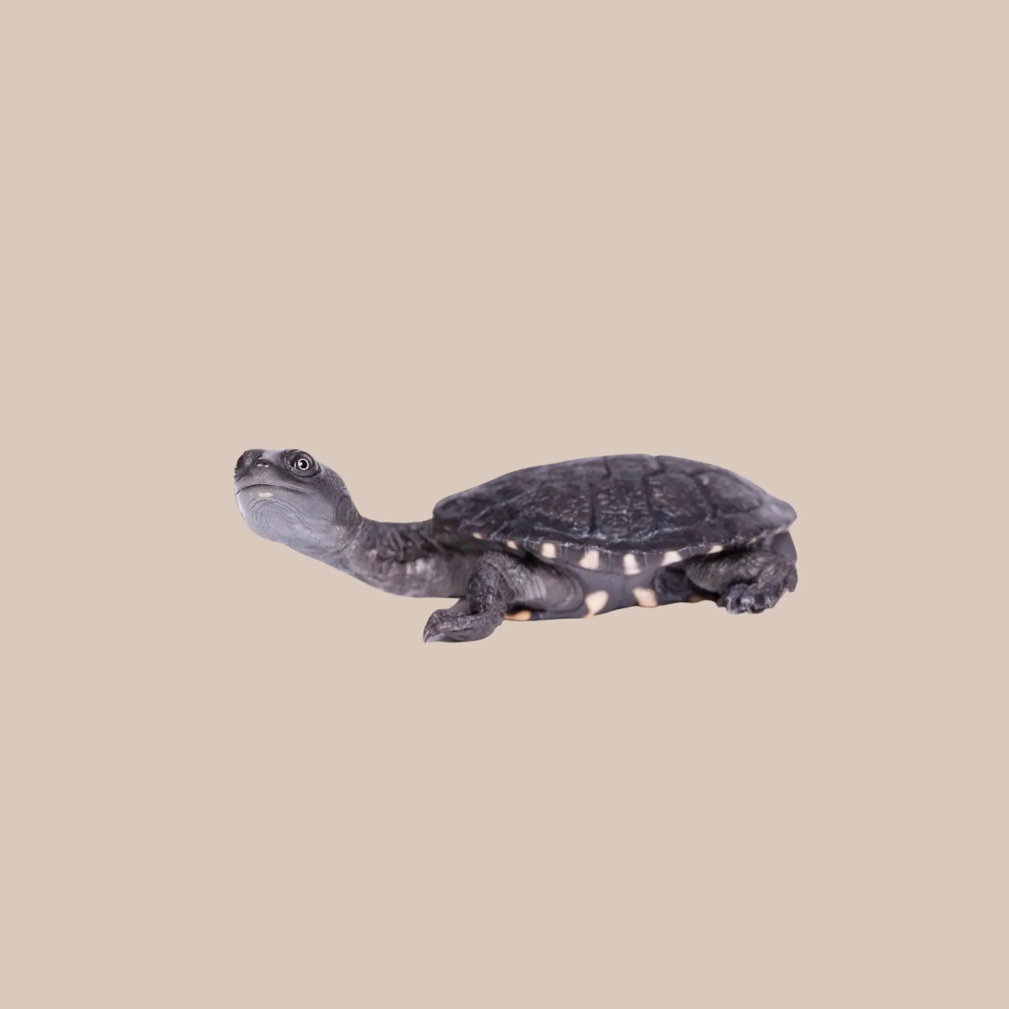 Eastern Long - Necked Turtle - Kellyville Pets