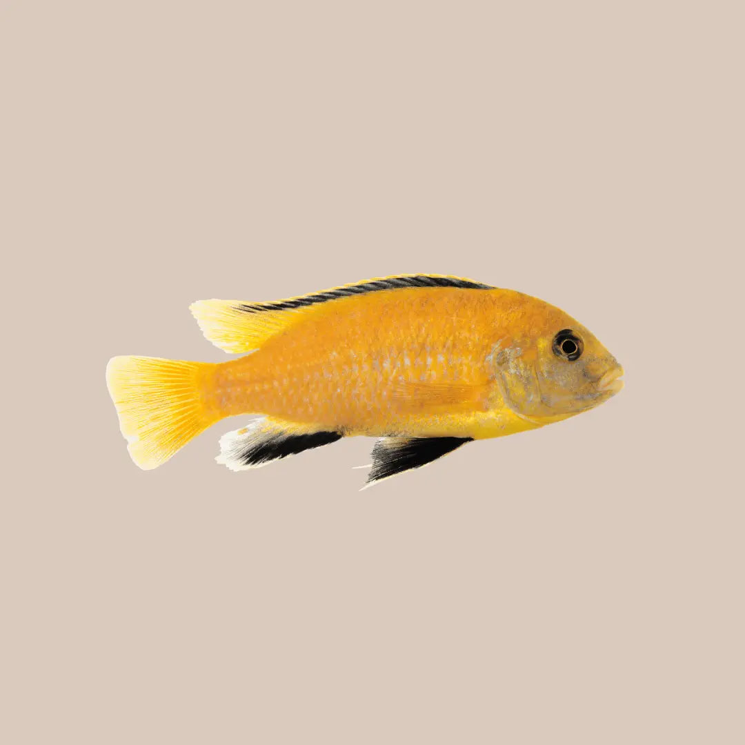 Electric Yellow Cichlid - Kellyville Pets