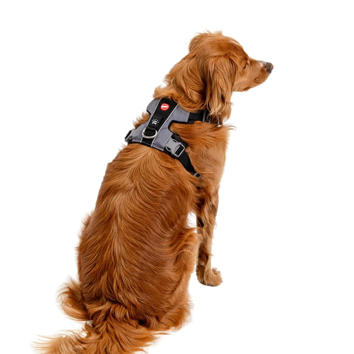 A golden retriever dog wearing a black and gray harness, photographed from behind against a solid white background.