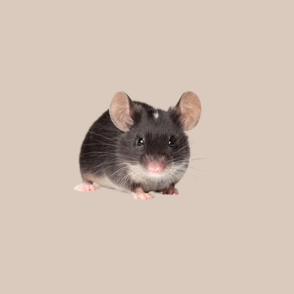 Fancy Mouse - Kellyville Pets