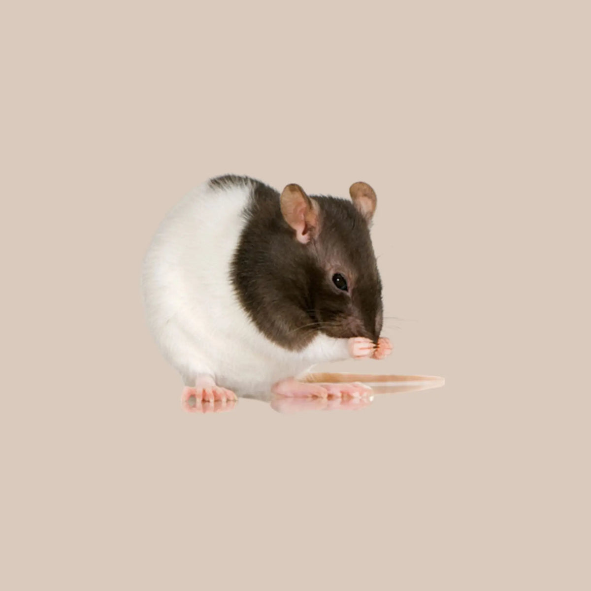 Fancy Rat - Kellyville Pets