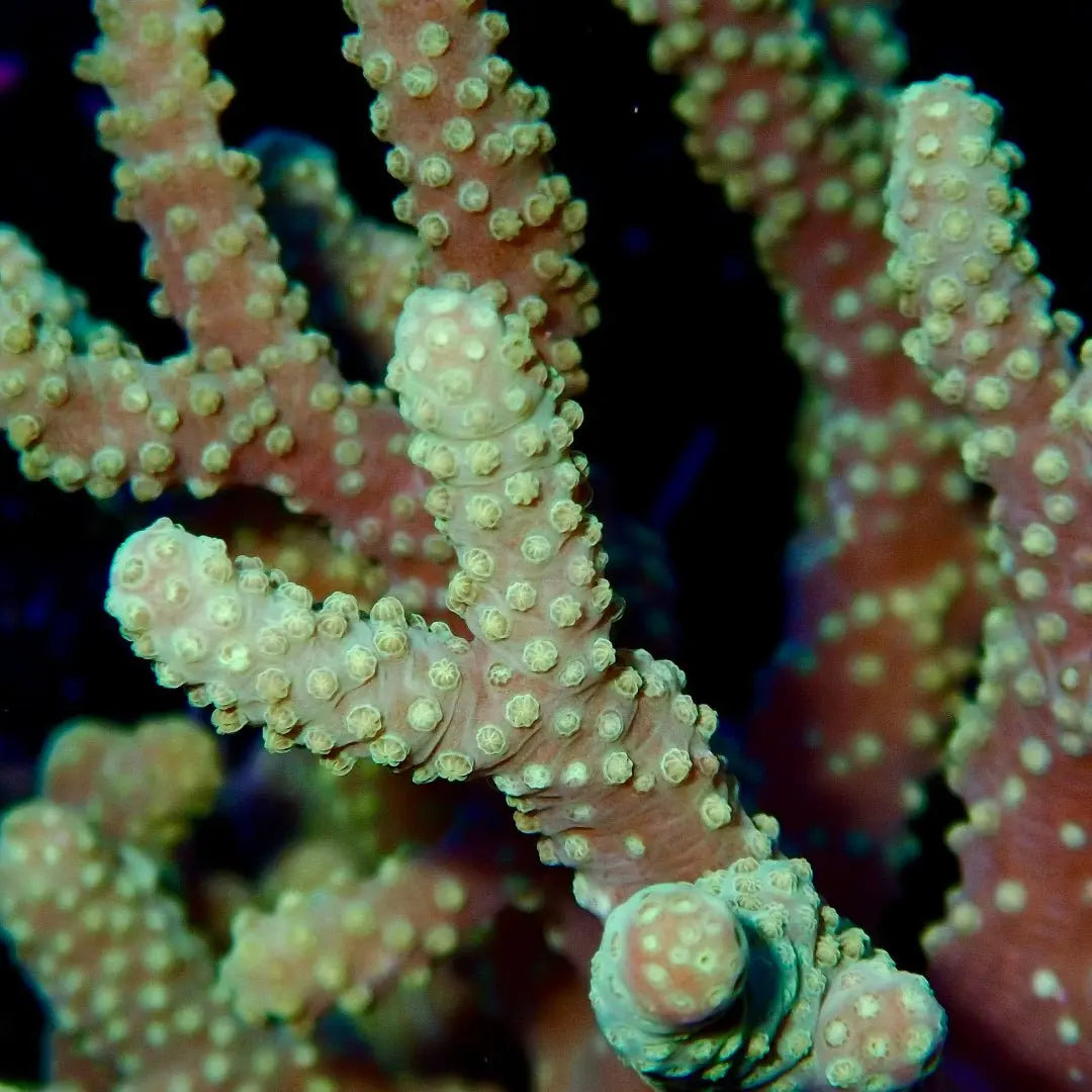 Finger Coral - Kellyville Pets