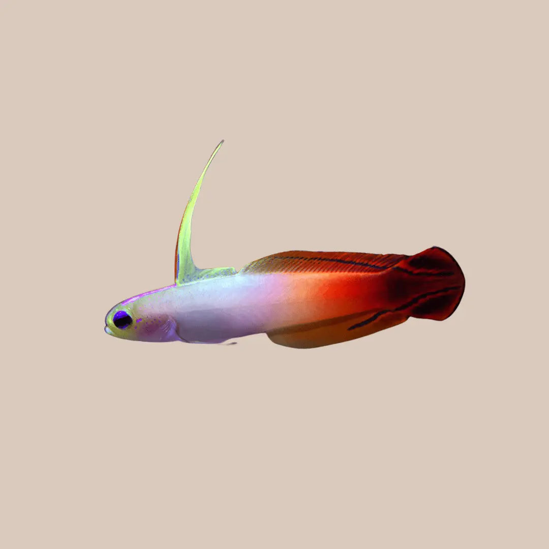 Firefish - Kellyville Pets