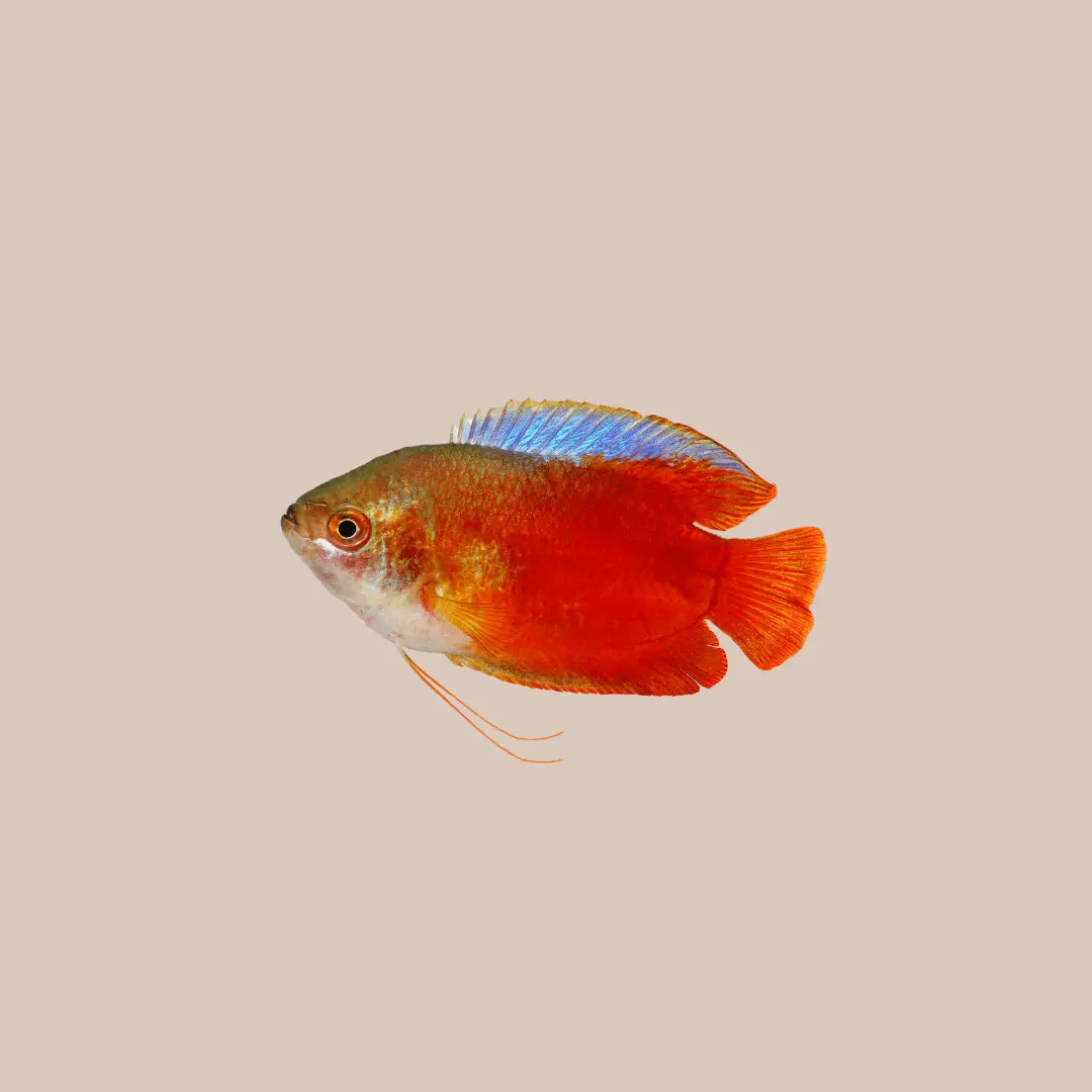 Flame Dwarf Gourami For Sale - Kellyville Pets