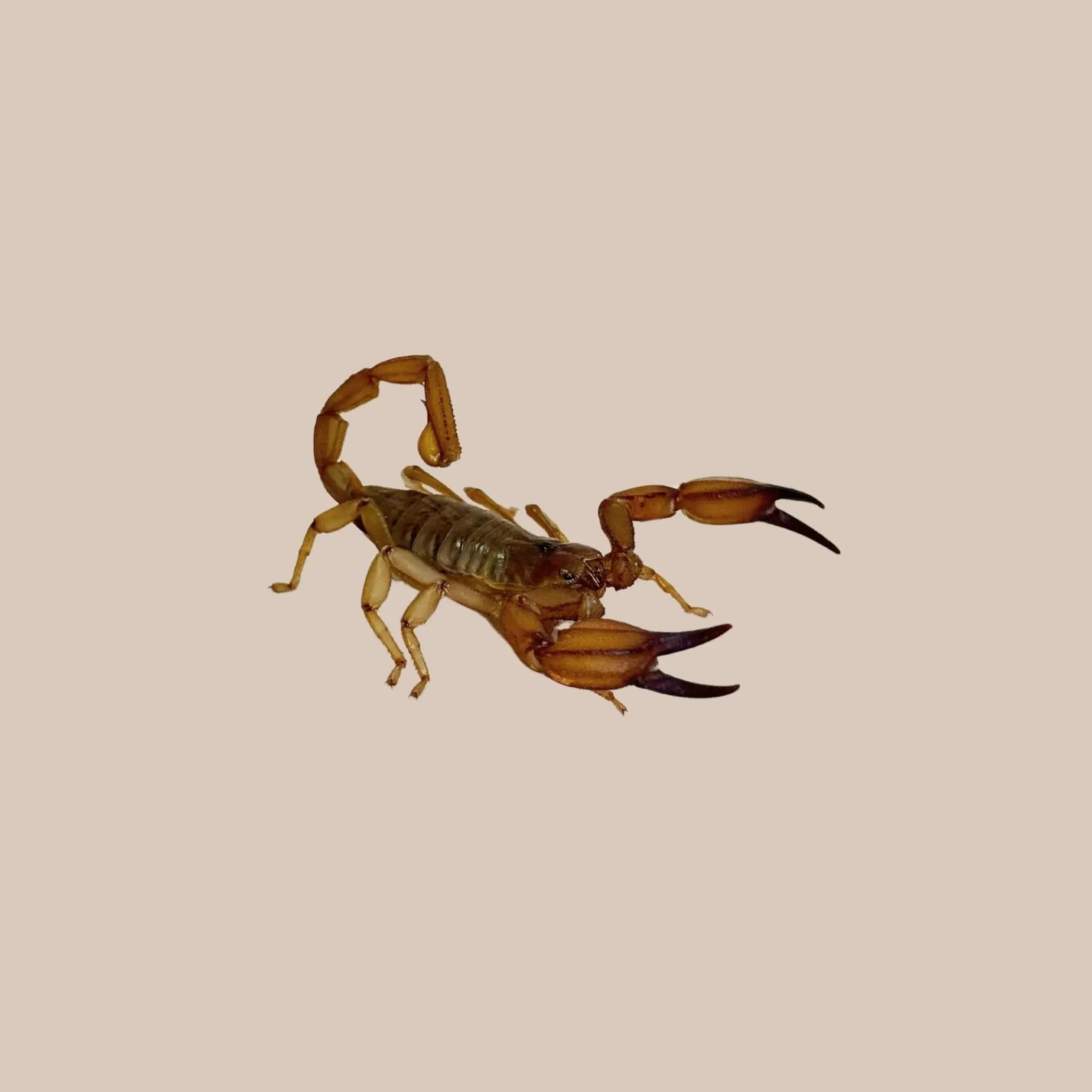 Flingers Ranges Scorpion - Kellyville Pets
