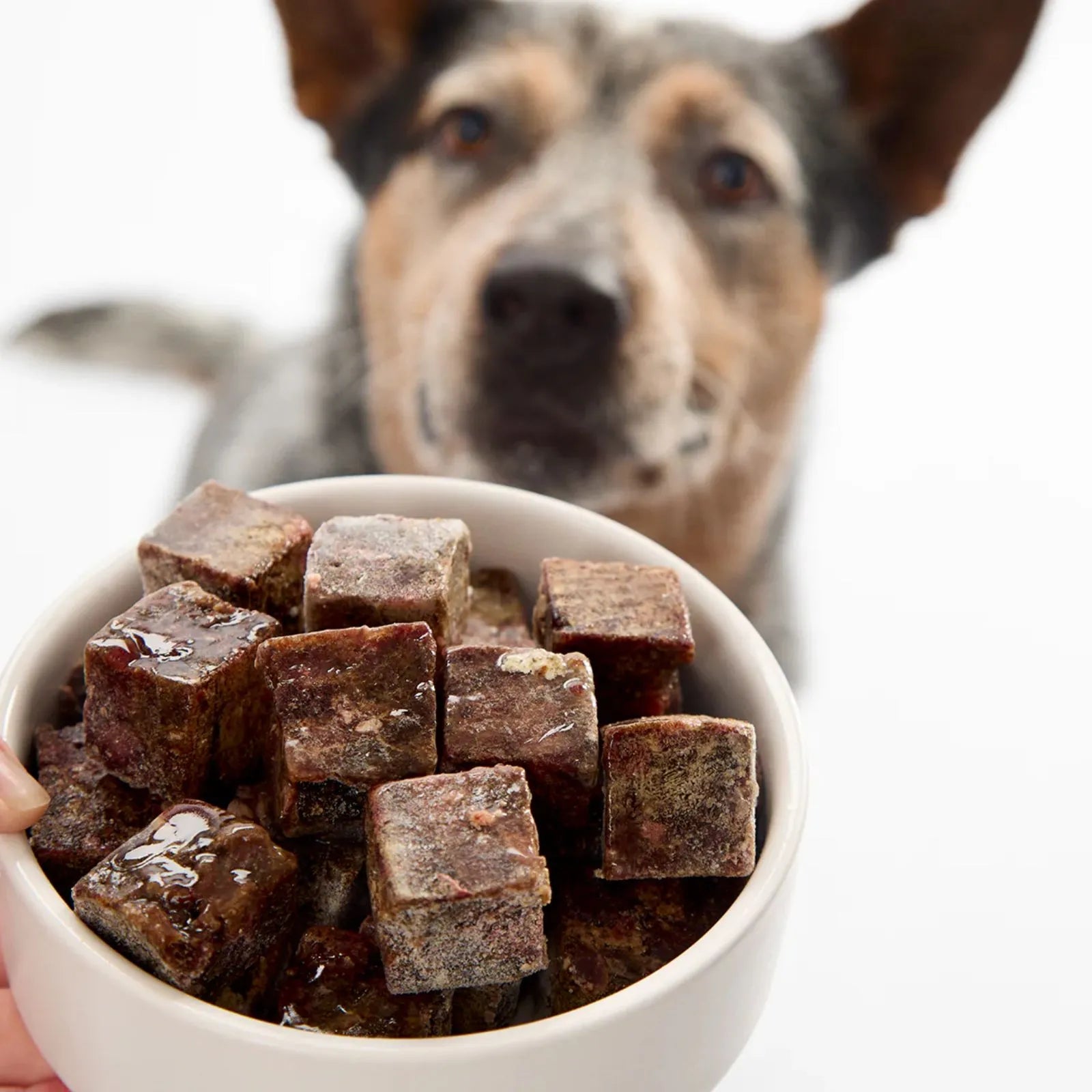 Fresha Kangaroo Organ Blend Cubes 500g