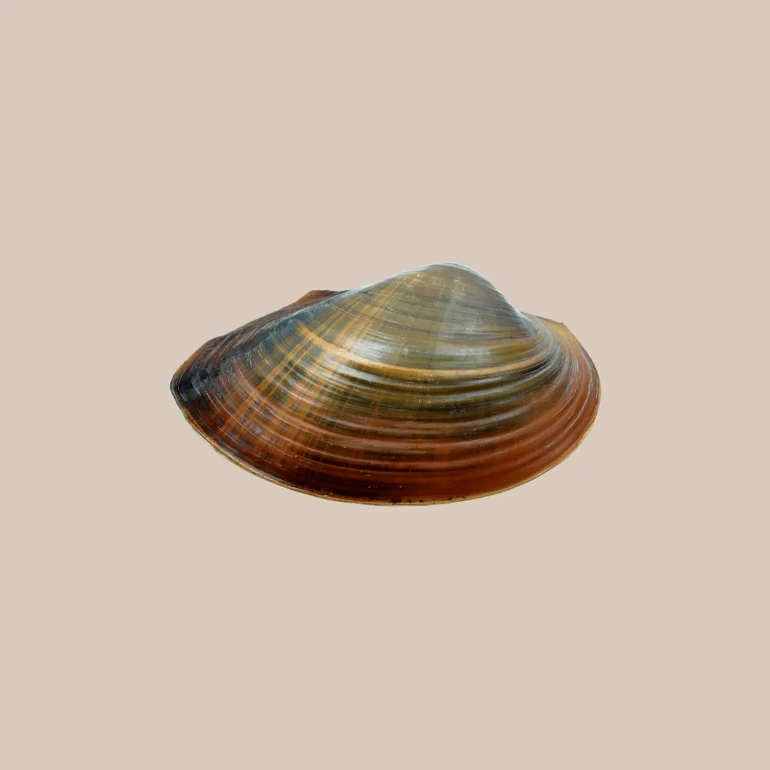 Freshwater Mussel - Kellyville Pets