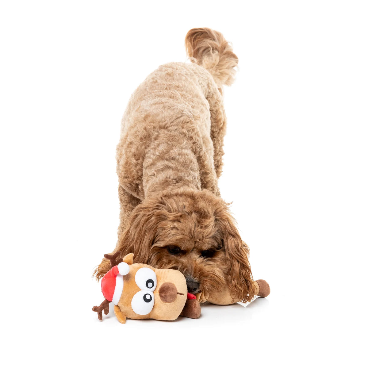A brown curly-haired dog lying on a white background, holding a small plush FuzzYard Domineck The Reindeer long-necked Christmas dog toy with a Santa hat in its mouth.