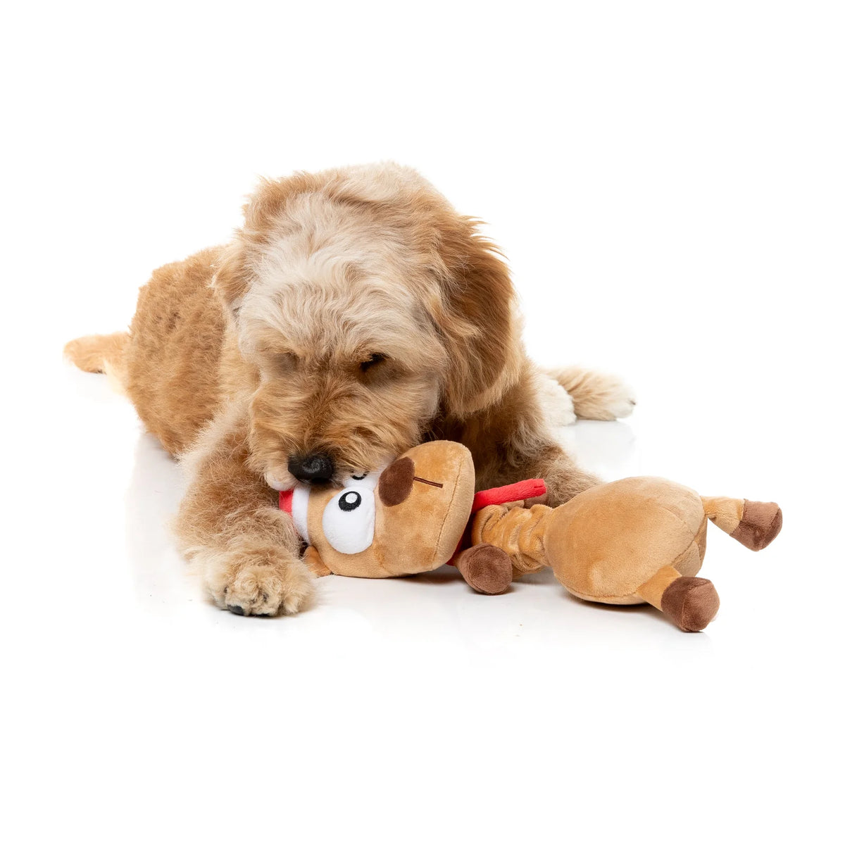 A small fluffy golden dog lying on a white background and chewing on a plush FuzzYard Domineck The Reindeer long-necked Christmas dog toy with a brown face, white eyes, and a red nose.