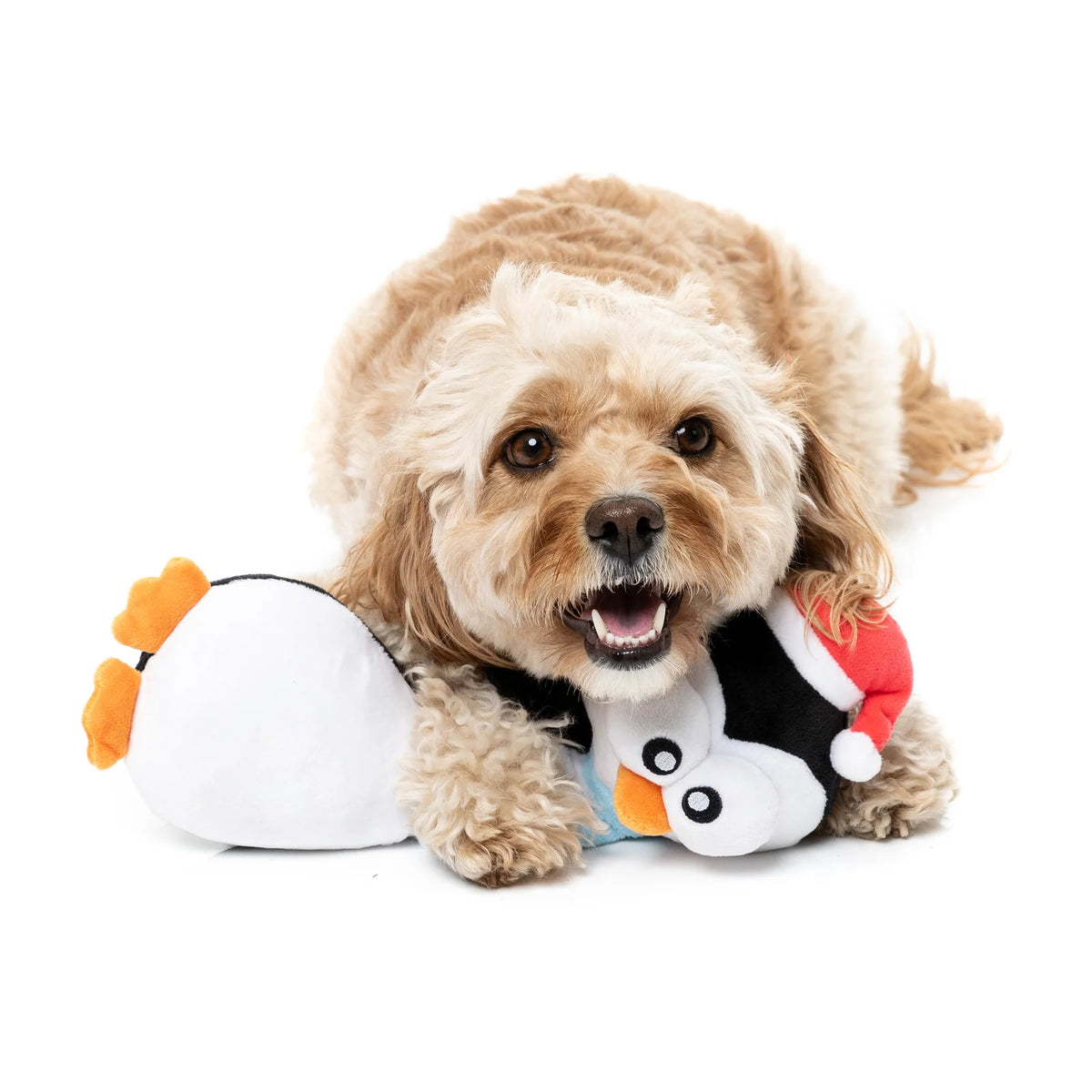 A small fluffy tan dog lying on a white background, holding a FuzzYard Christmas Finneck The Penguin long-necked plush dog toy, one plain white with orange feet and the other white with black, red, and orange details.