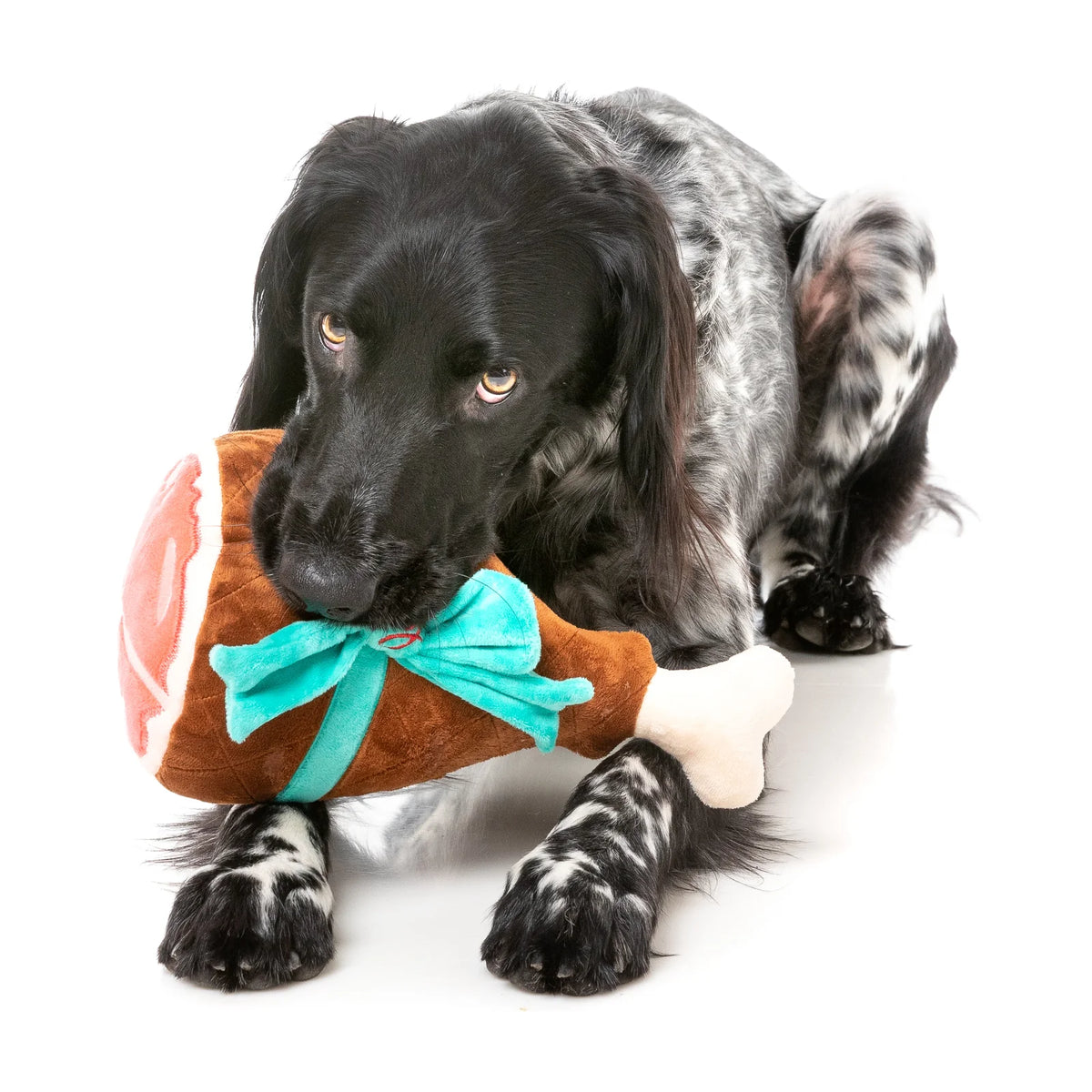 A black and white spotted dog lying on a white studio background, holding a FuzzYard Humongous Holiday Ham plush Christmas dog toy in its mouth.