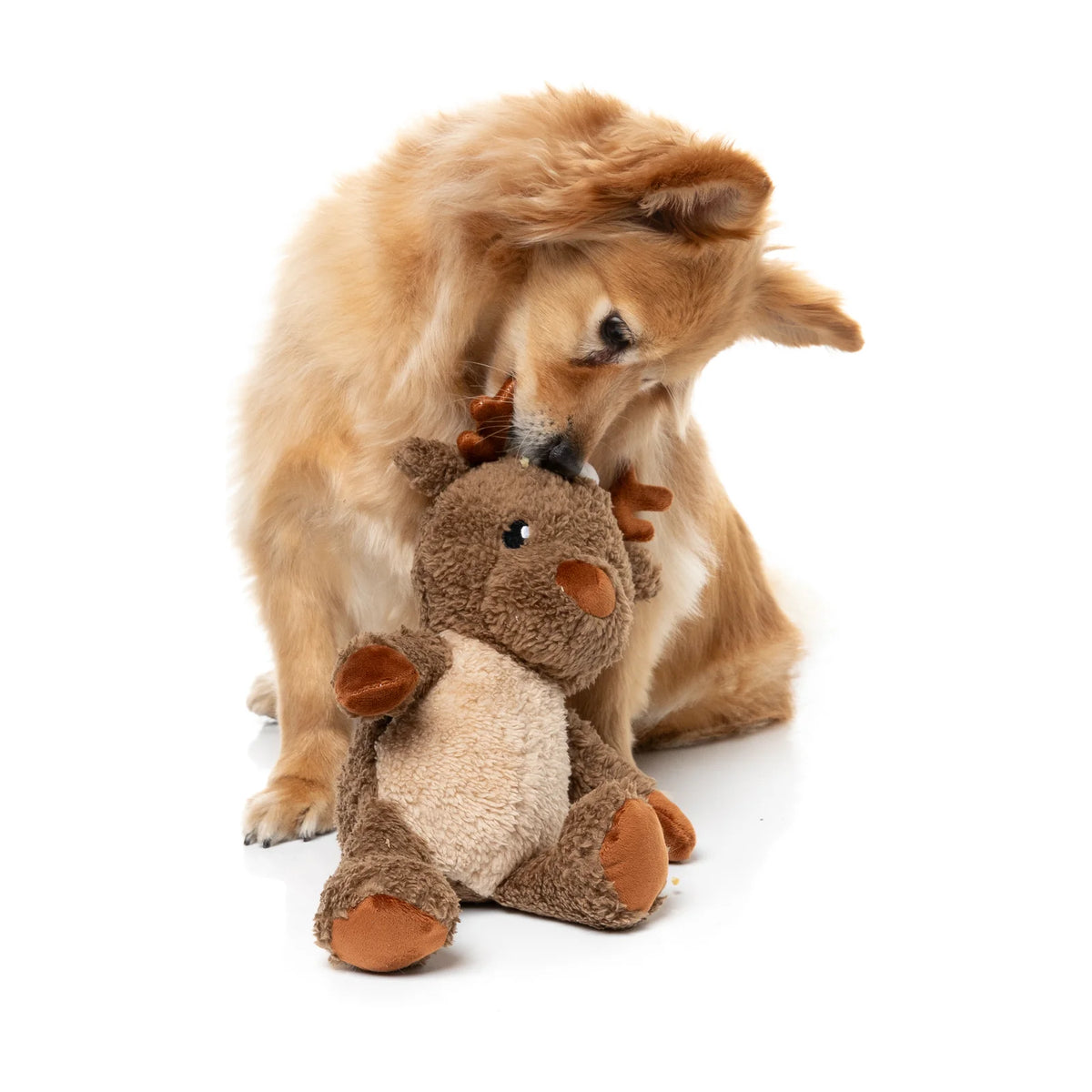 A golden dog gently biting and playing with a FuzzYard Ralph The Reindeer plush Christmas dog toy against a clean white background.