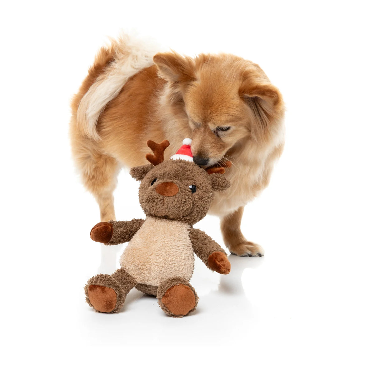 A fluffy golden-brown dog gently nudges a small FuzzYard Ralph The Reindeer plush Christmas dog toy wearing a red and white Santa hat, photographed on a clean white studio background.