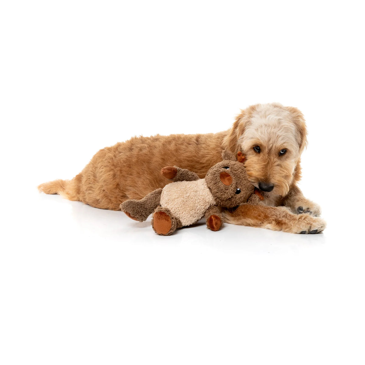 A small golden dog lying on a white studio floor with a FuzzYard Ralph The Reindeer plush Christmas dog toy in front of its face.