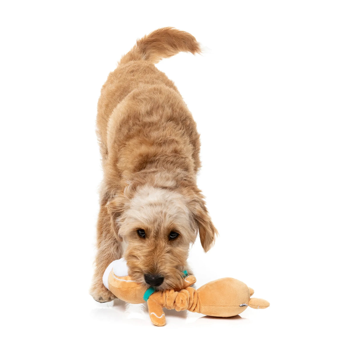 A small golden-furred dog playing with a plush FuzzYard Christmas Veronecka long-necked gingerbread dog toy with Santa hat and green scarfy on a clean white background.