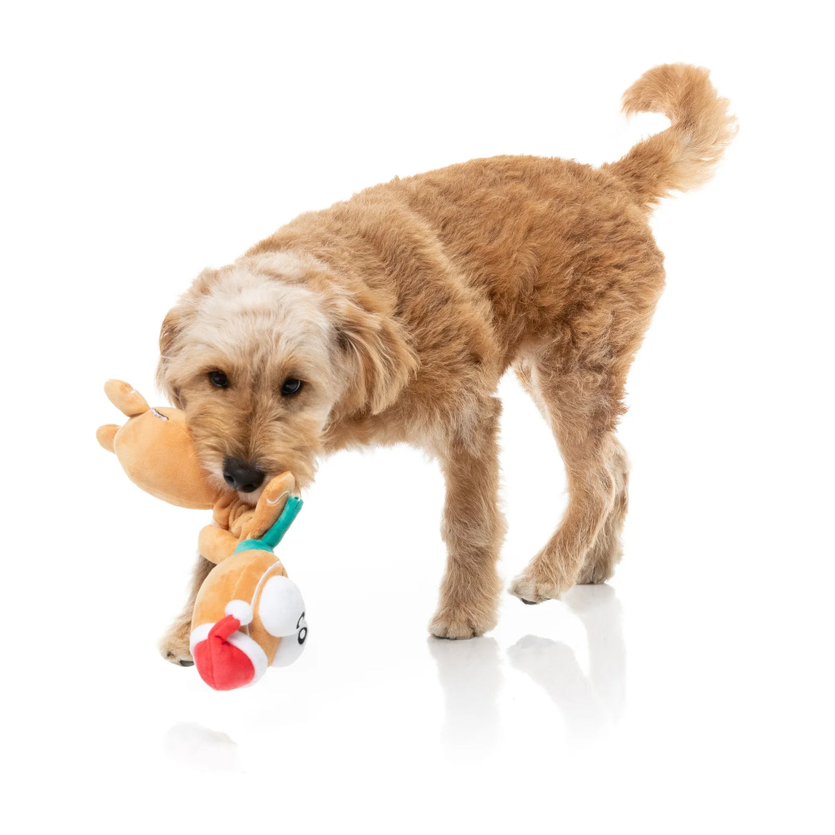 A small tan dog standing on a white studio background, holding a plush FuzzYard Christmas Veronecka long-necked gingerbread dog toy with Santa hat and green scarf in its mouth.