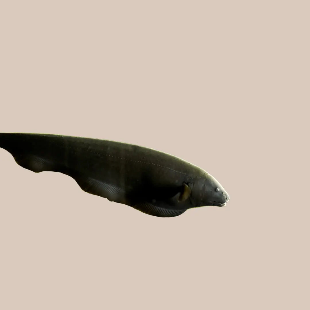 Ghost Knife - Kellyville Pets