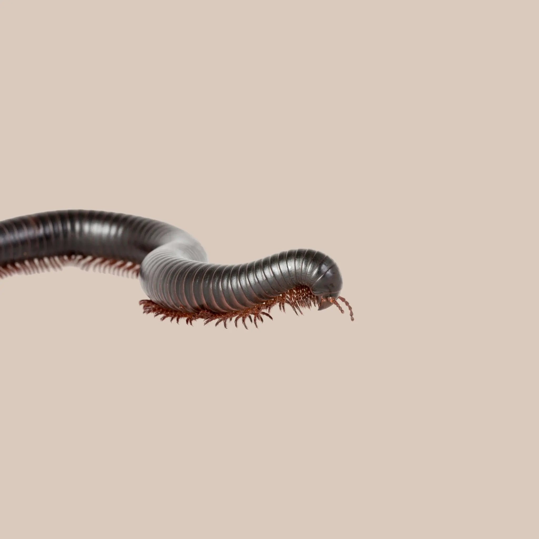 Giant Rainforest Millipede - Kellyville Pets
