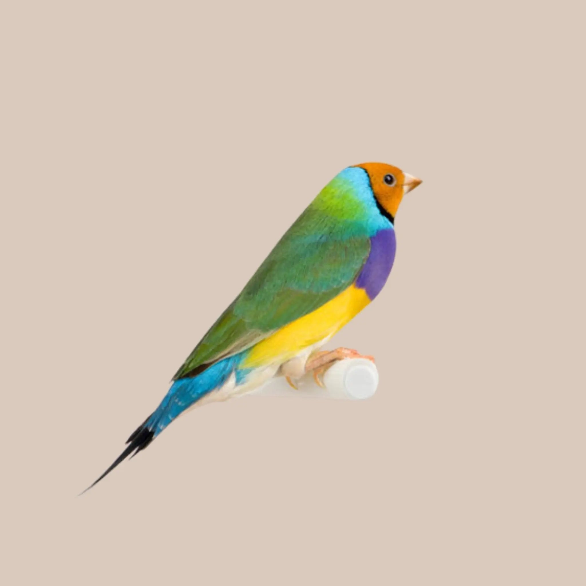 Gouldian Finch - Kellyville Pets