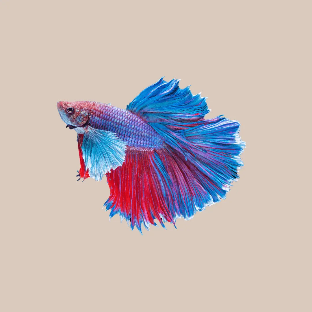 Half Moon Betta - Kellyville Pets