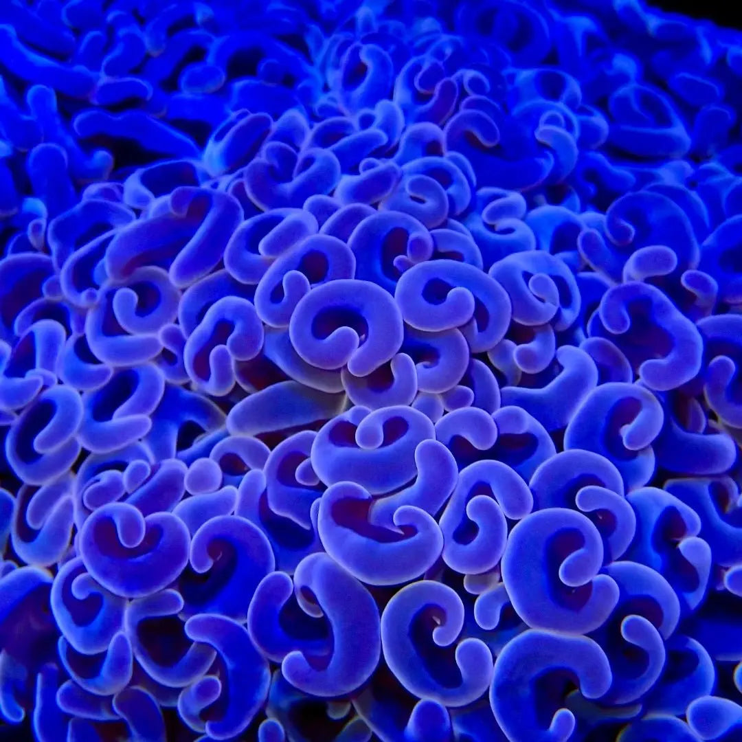 Hammer - Kellyville Pets