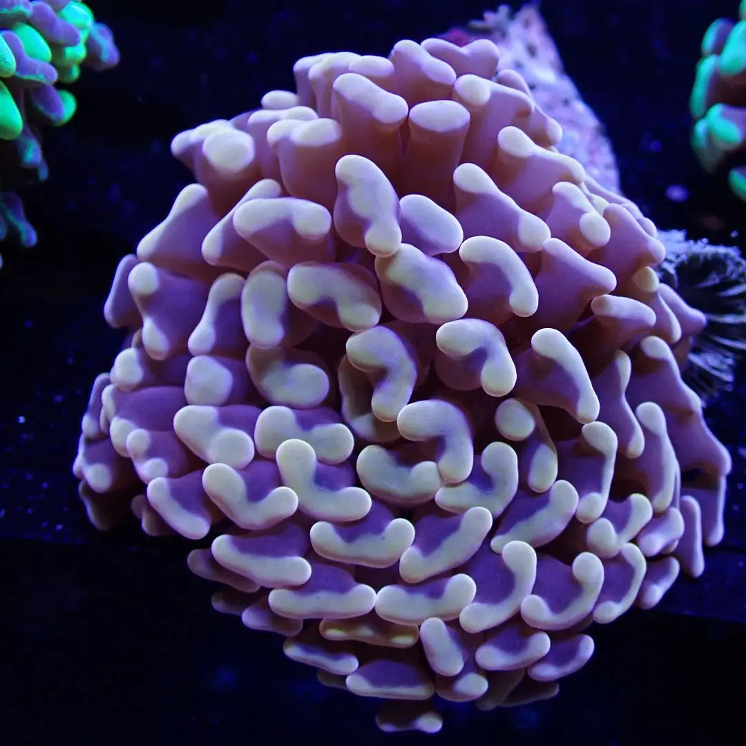 Hammer - Kellyville Pets