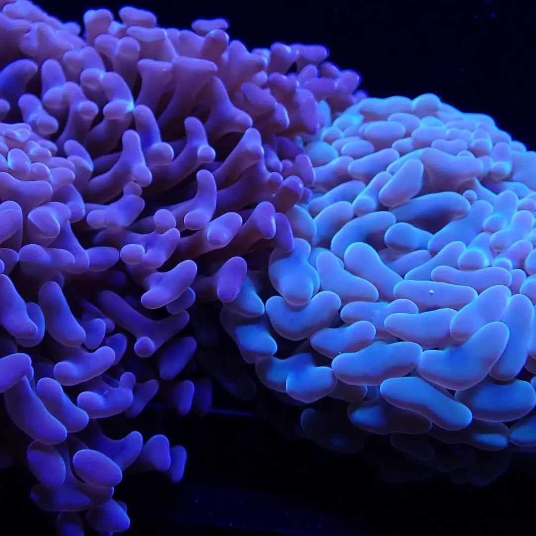 Hammer - Kellyville Pets