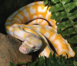 Reptiles join the store