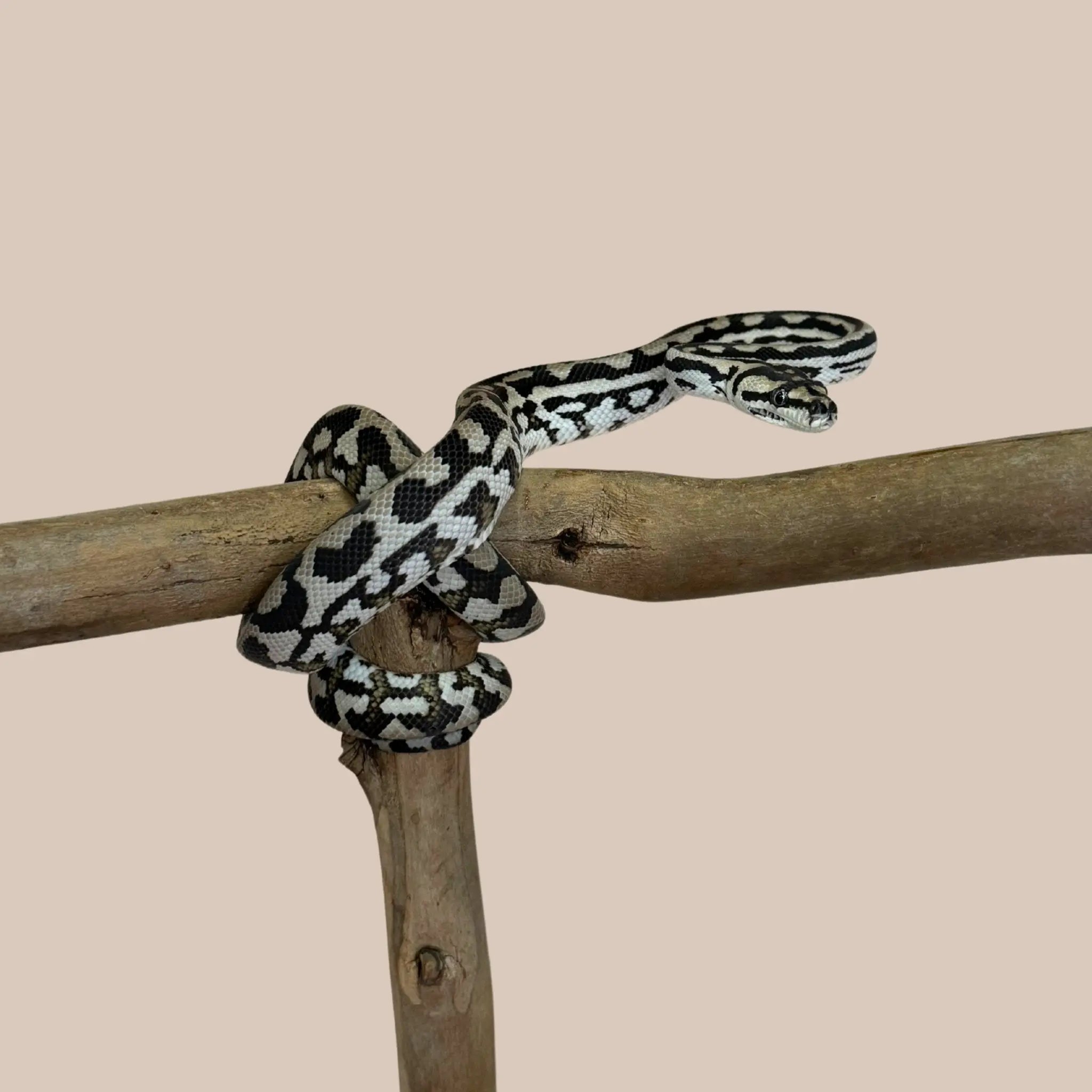 Jungle Carpet Python - Kellyville Pets