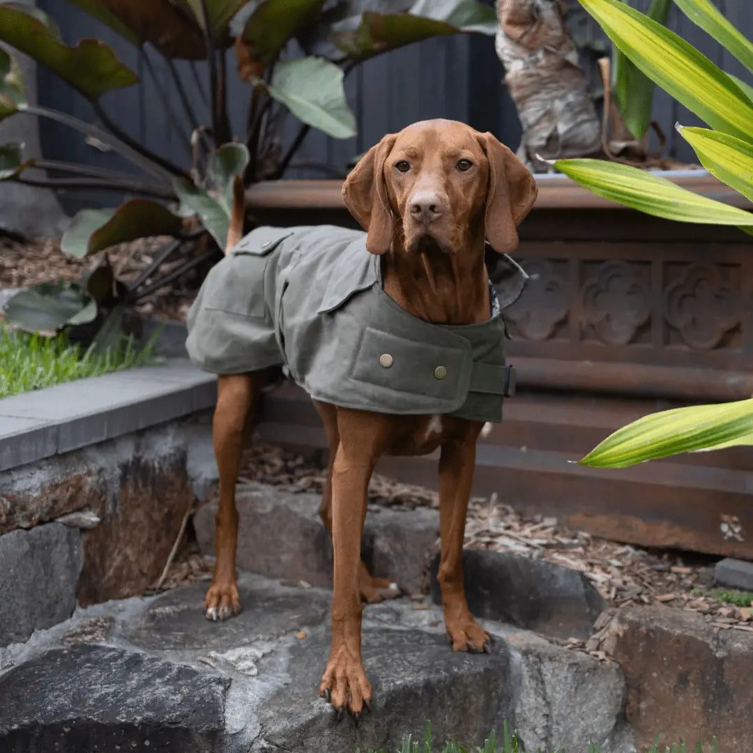Kazoo Aussie Oilskin Waterproof Dog Coat - Olive - Kellyville Pets