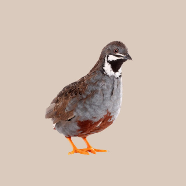 King Quail - Kellyville Pets