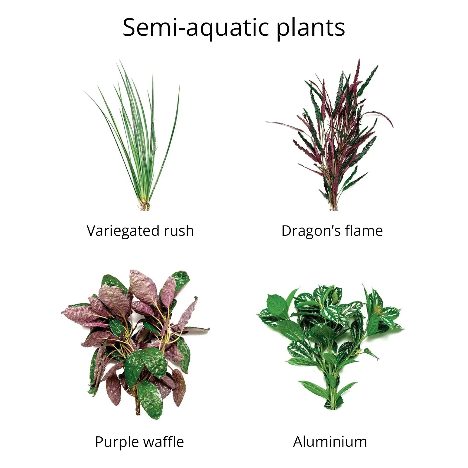 Live Bunch Plants Aquarium - Kellyville Pets