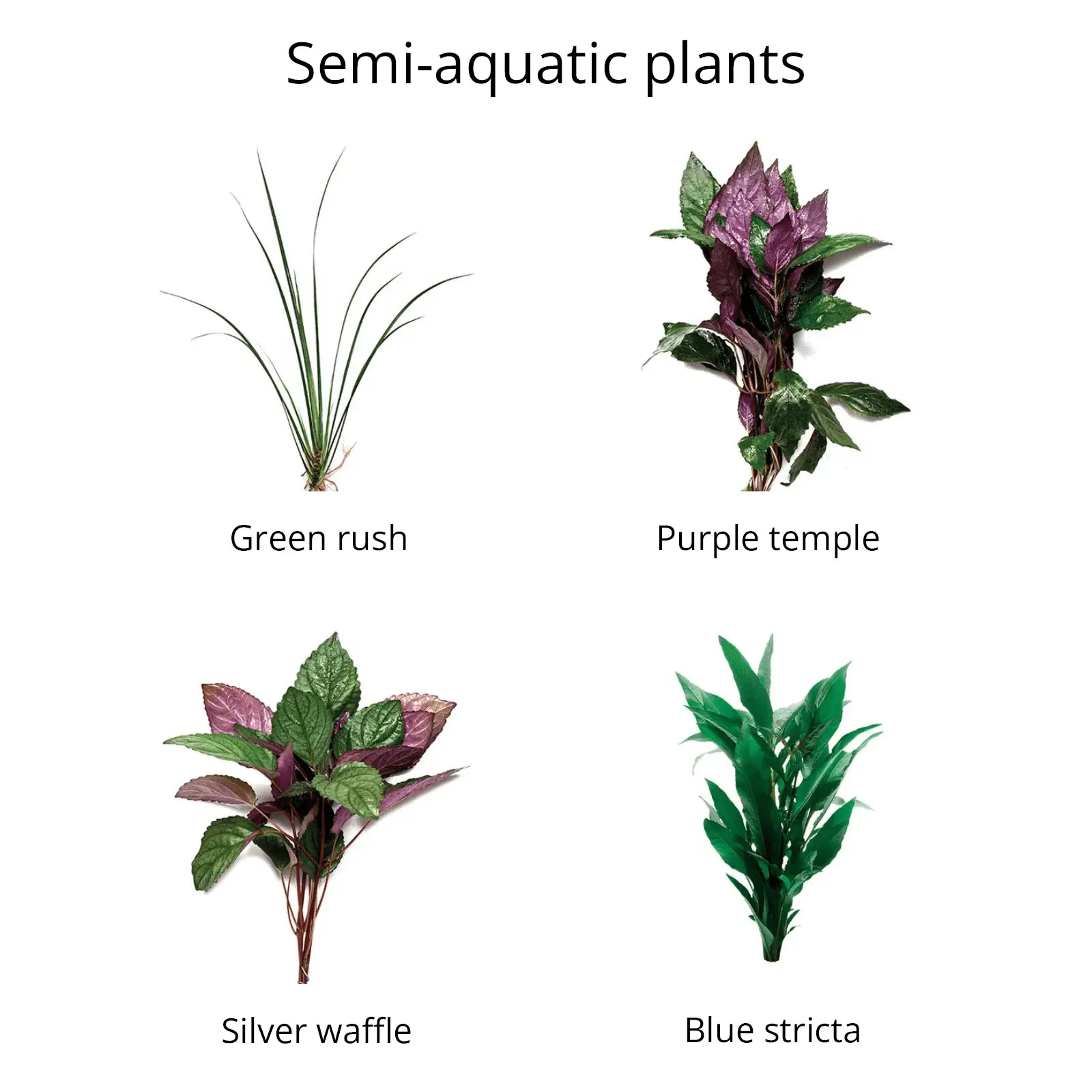Live Bunch Plants Aquarium - Kellyville Pets