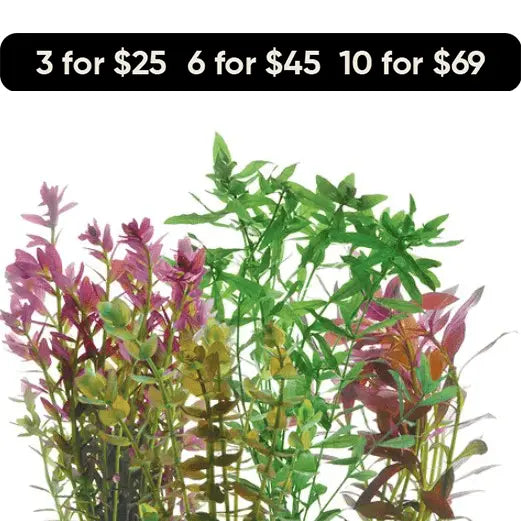 Live Bunch Plants Aquarium - Kellyville Pets