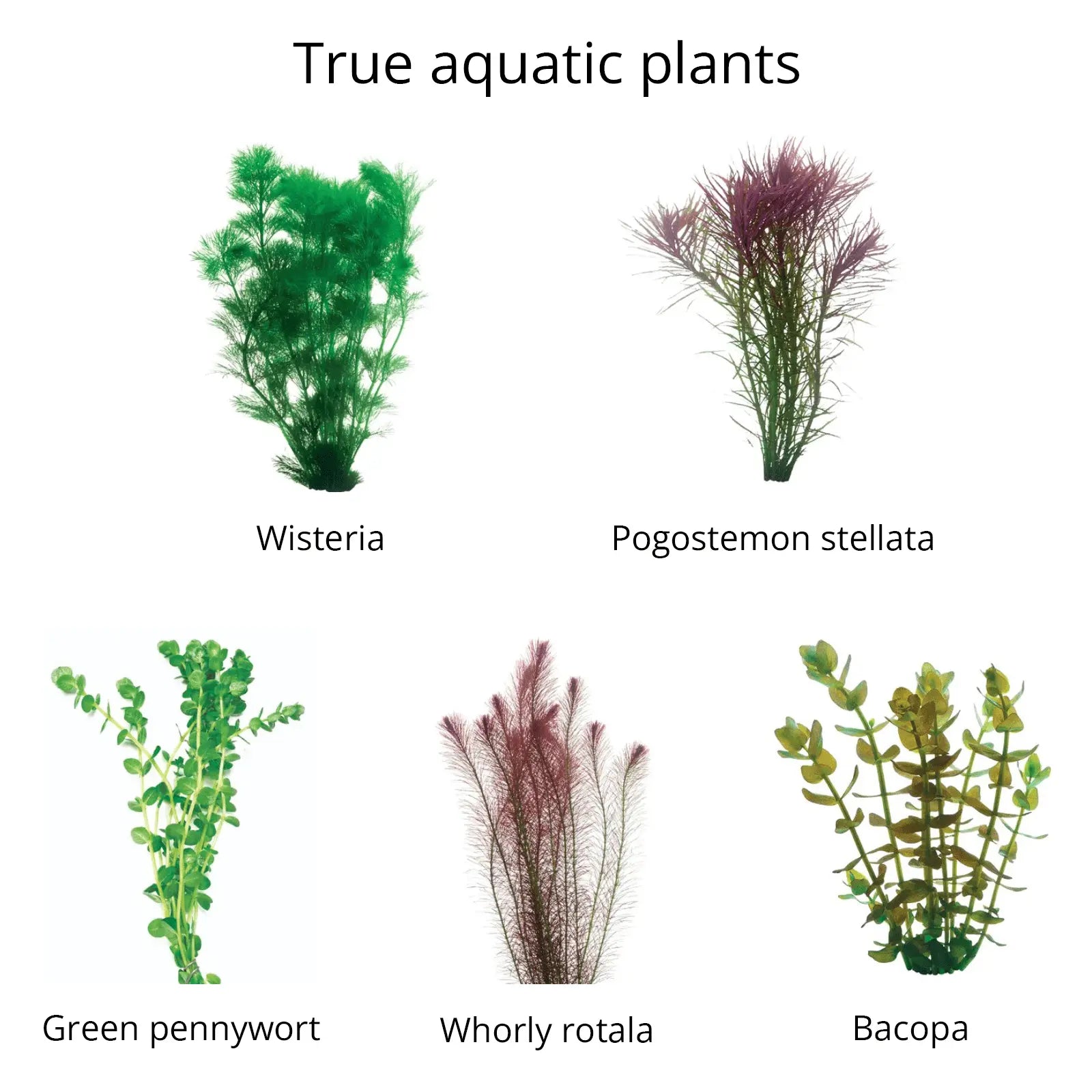 Live Bunch Plants Aquarium - Kellyville Pets