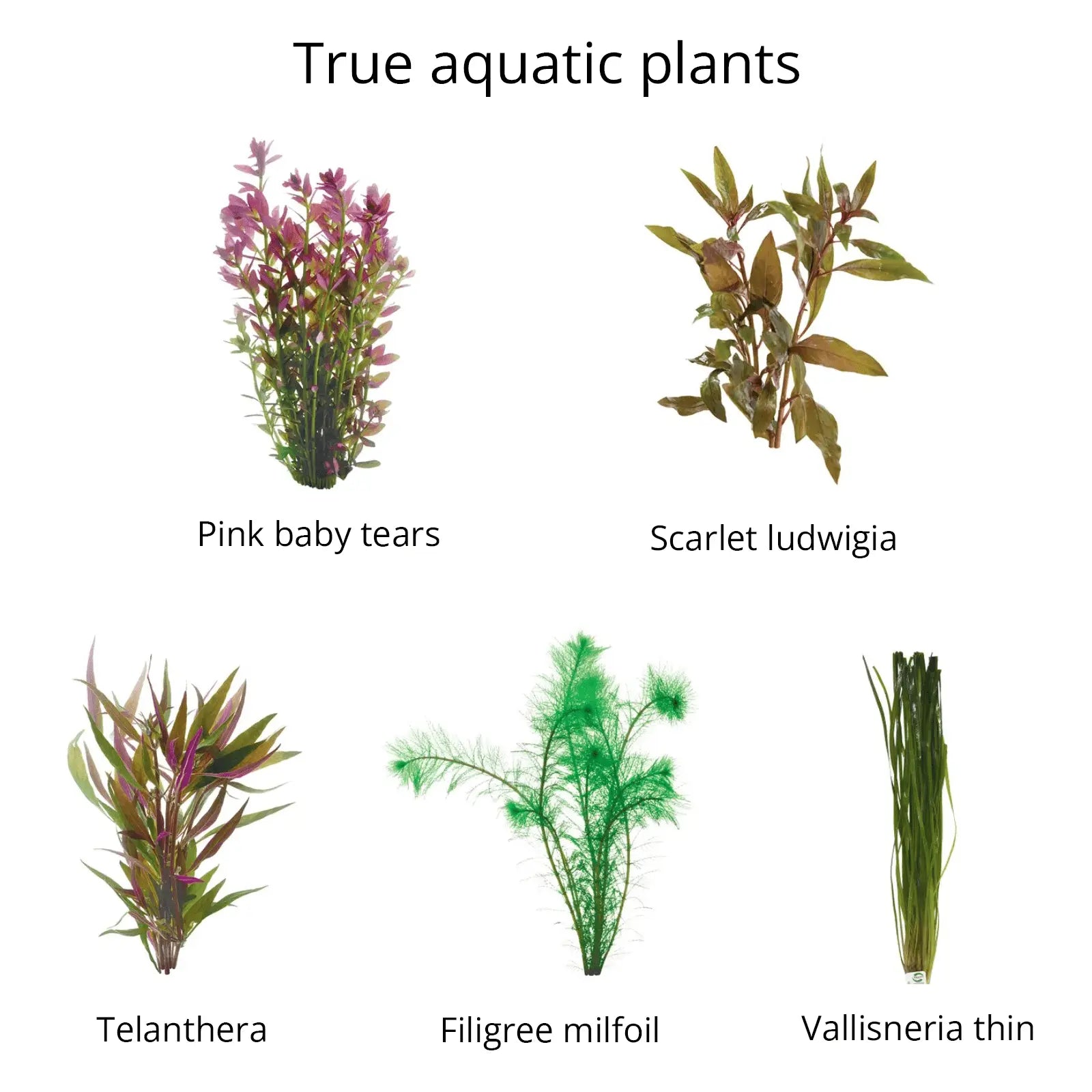 Live Bunch Plants Aquarium - Kellyville Pets