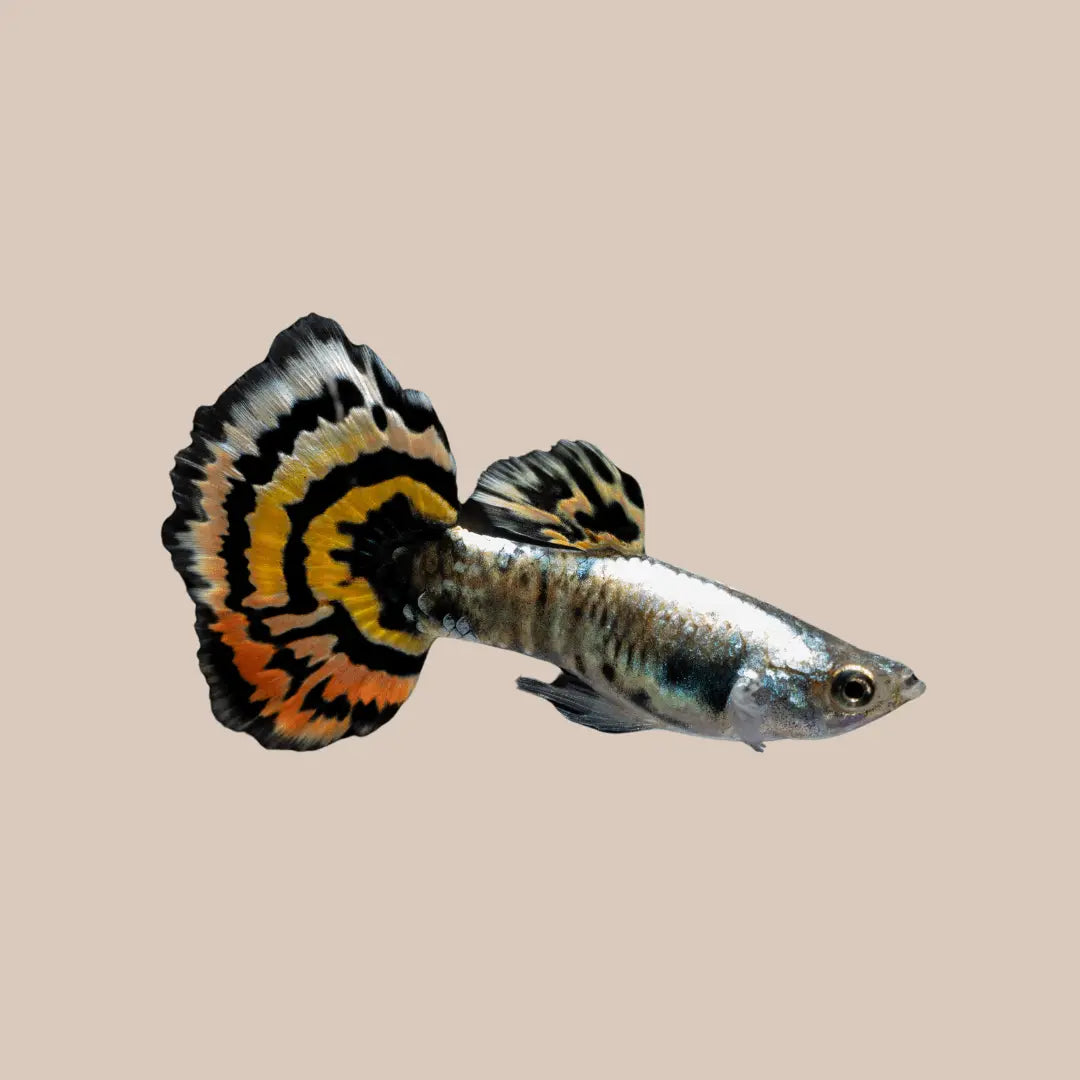 Male Guppies For Sale - Kellyville Pets