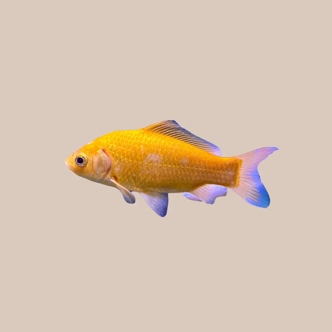 Marigold Comet - Kellyville Pets