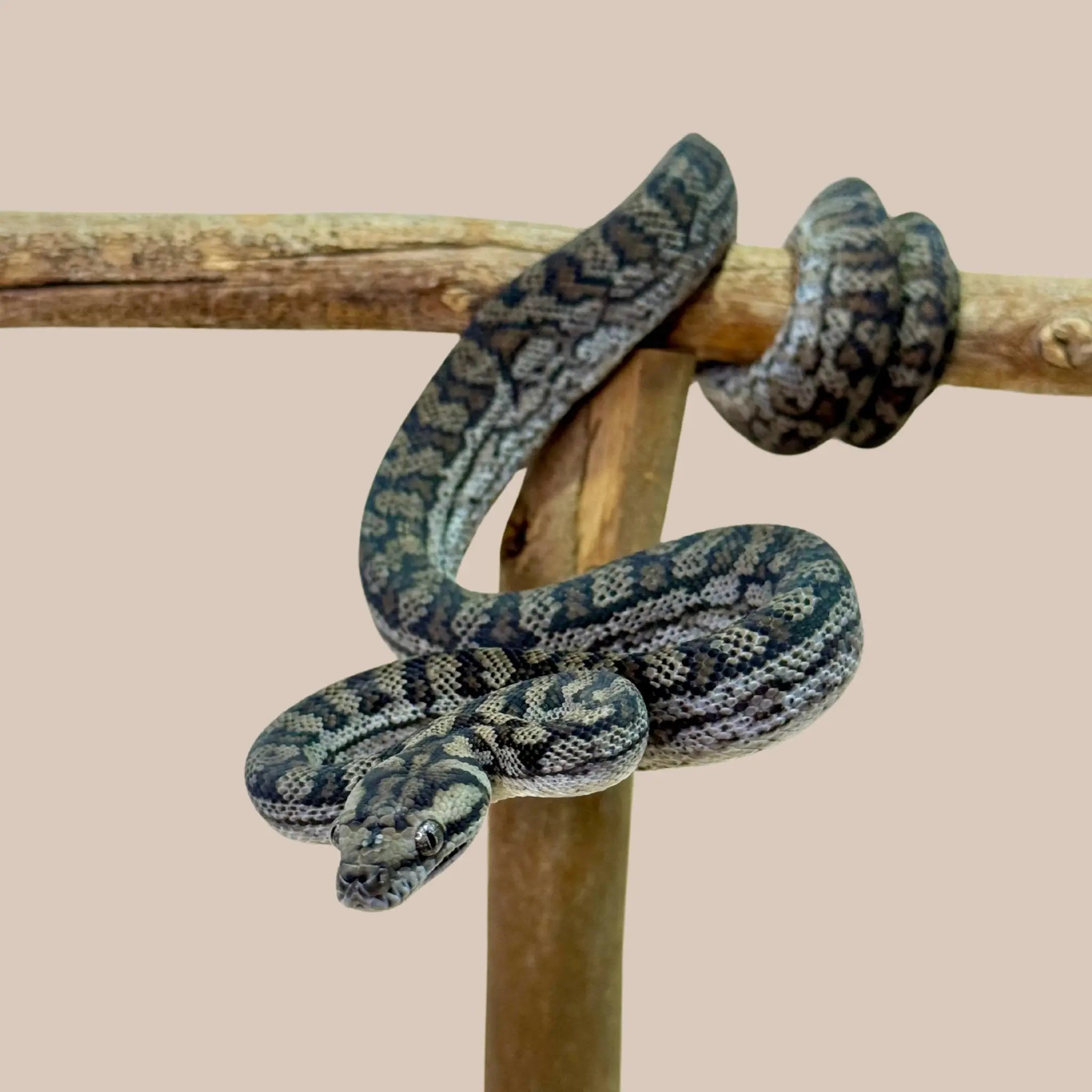 Murray Darling Carpet Python - Kellyville Pets