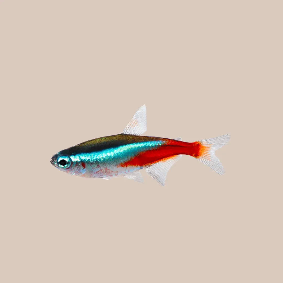 Neon Tetras For Sale - Kellyville Pets