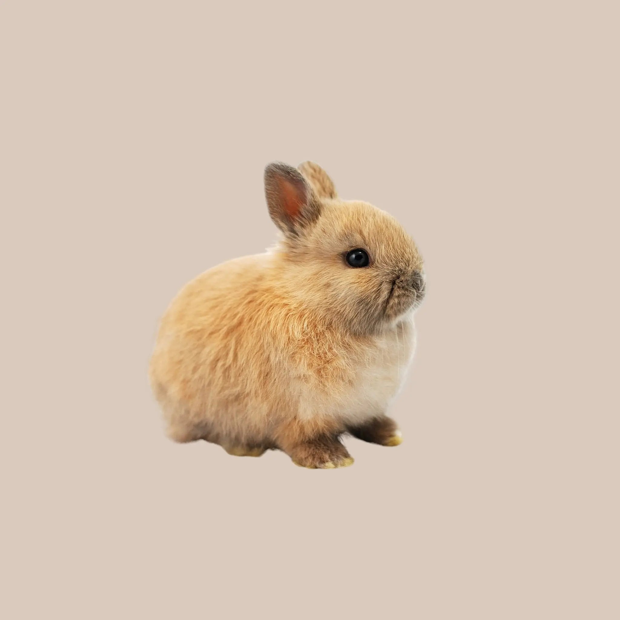 Netherland Dwarf - Kellyville Pets